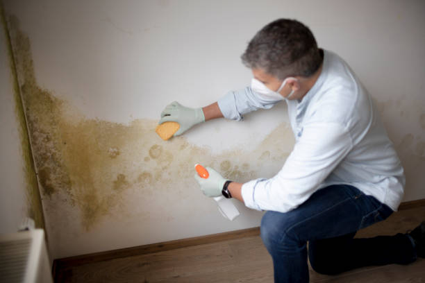 Best Mold Prevention Services  in Calumet Park, IL