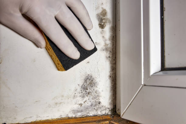 Best Mold Damage Restoration  in Calumet Park, IL